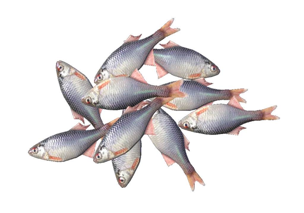 Bitterlings