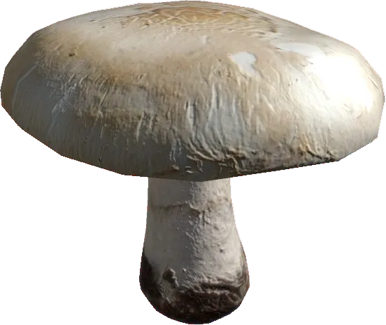 Field Mushroom