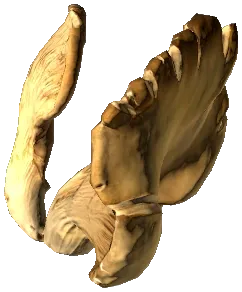 Oyster Mushroom
