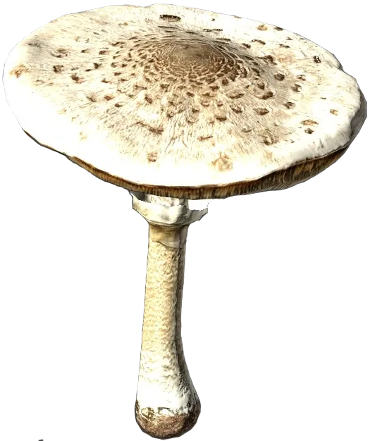 Parasol Mushroom
