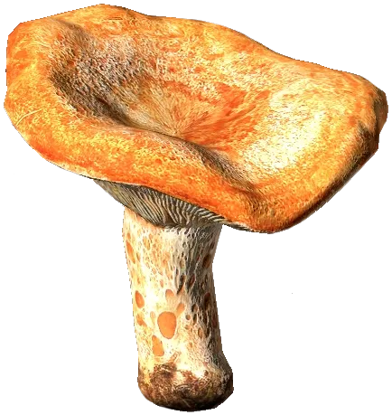 Red Pine Mushroom