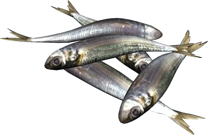 Sardines