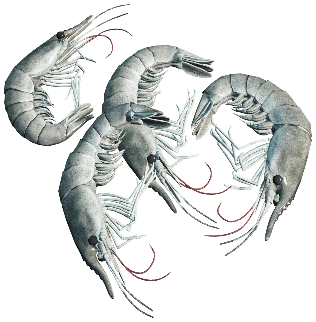 Shrimp