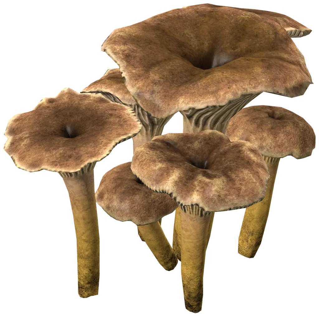 Yellowfoot Mushroom